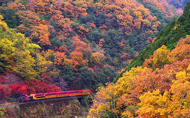四季折々の嵯峨野トロッコ列車から見える絶景