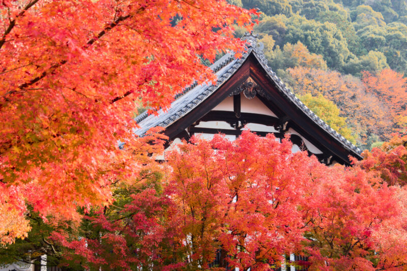 永観堂の堂宇を包む赤や橙の紅葉