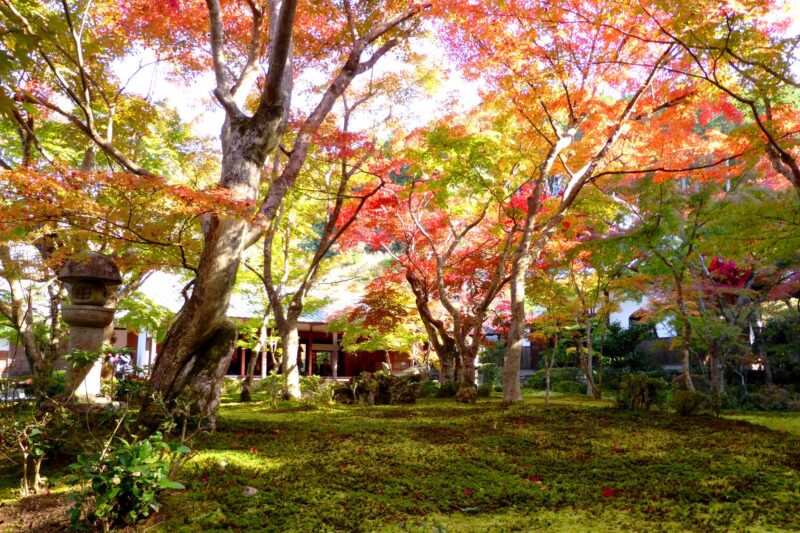 圓光寺の十牛之庭を彩る赤や黄色の紅葉