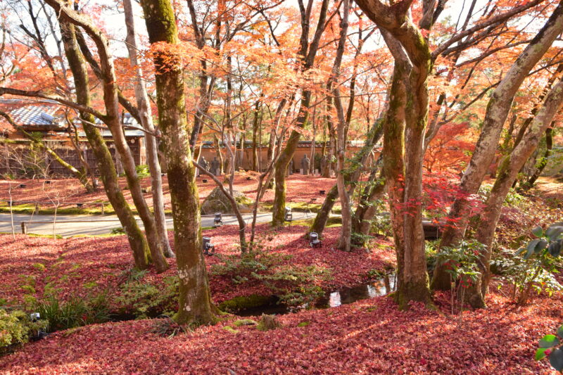 宝厳院の境内を彩る紅葉と散りもみじ