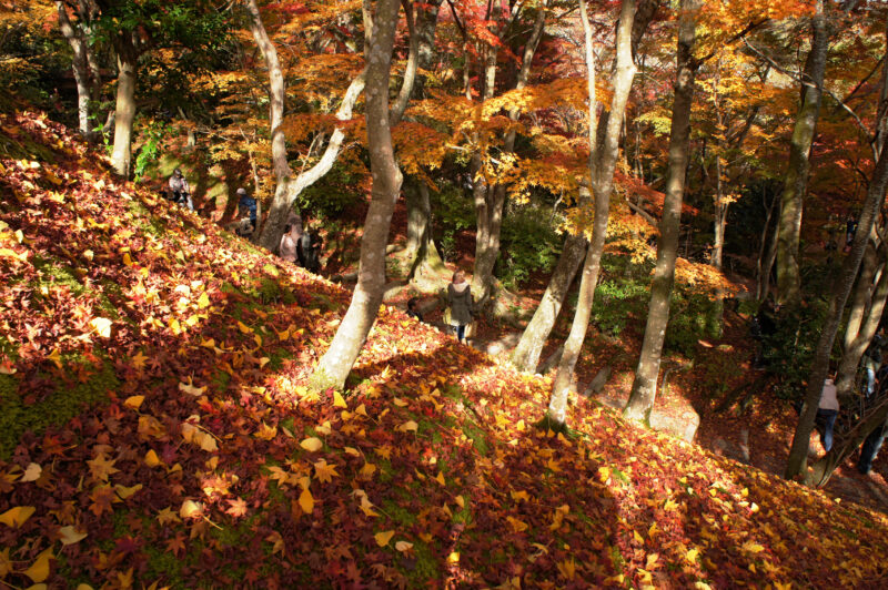 常寂光寺の紅葉と散りもみじに包まれた境内の小道