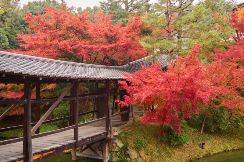 高台寺の臥龍廊を囲む鮮やかな紅葉